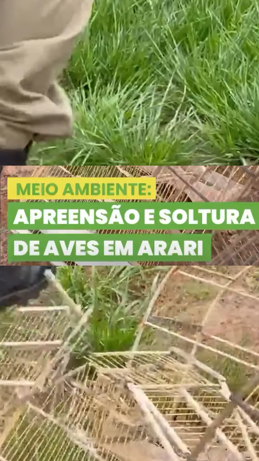 AÇÃO DE PROTEÇÃO À FAUNA EM ARARI
